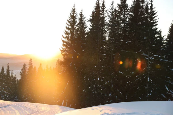 Vue Pittoresque Sur Forêt Conifères Enneigée Montagne Vacances Hiver — Photo