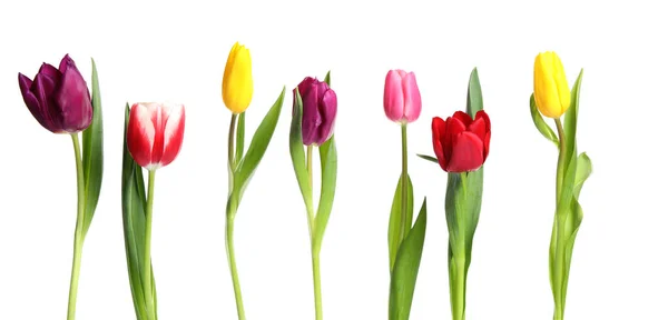 Piękne Jasne Tulipany Wiosna Białym Tle — Zdjęcie stockowe