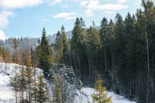 Hermosa Vista Del Bosque Coníferas Día Invierno Nevado — Foto de Stock