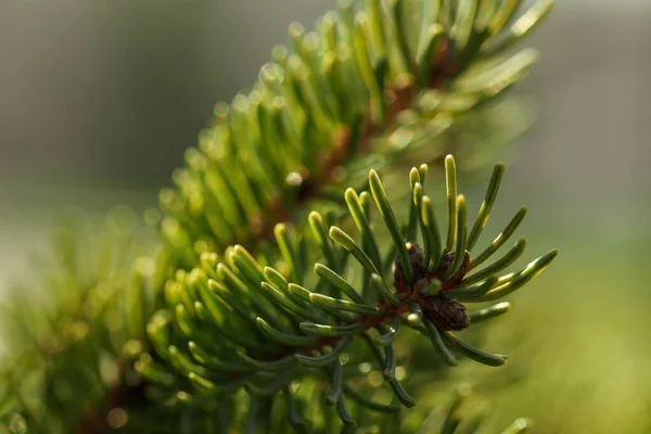 Beautiful Fir Tree Green Branches Outdoors Closeup — Stock Photo, Image