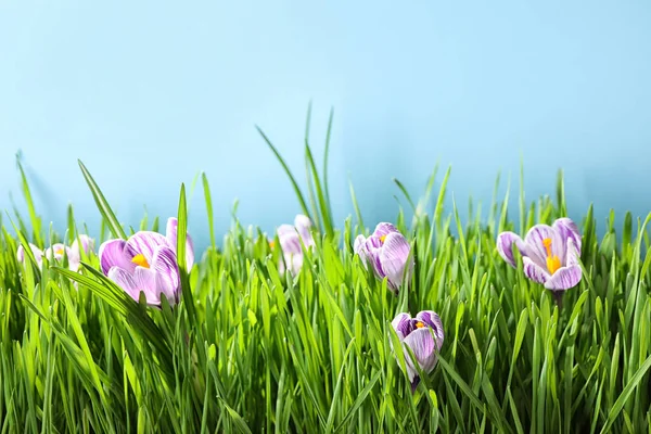 淡蓝色背景的新鲜绿草和番红花 春季季节 — 图库照片