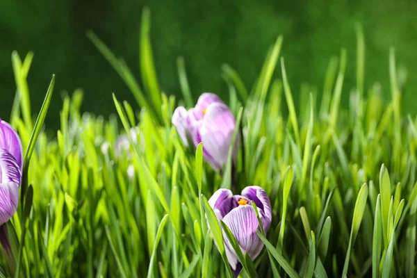 Friss Crocus Virágok Zöld Háttérrel Közelkép Tavaszi Szezon — Stock Fotó