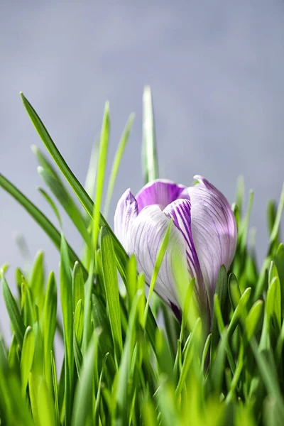 Friss Zöld Crocus Virág Világos Háttérrel Közelkép Tavaszi Szezon — Stock Fotó