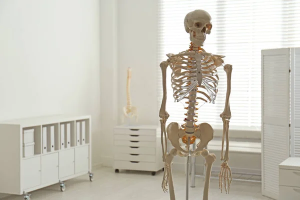 Modelo Esqueleto Humano Oficina Del Ortopedista Espacio Para Texto — Foto de Stock