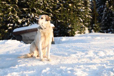 Karlı kış gününde dışarıda sevimli bir köpek. Komik hayvan.