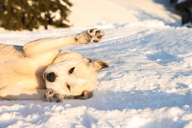 Karlı kış gününde dışarıda sevimli bir köpek. Komik hayvan.