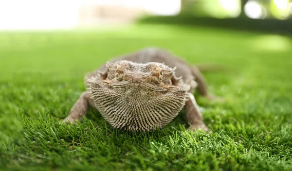 Jaszczurka Brodaty Pogona Barbata Zielonej Trawie Zbliżenie Egzotyczne Zwierzę — Zdjęcie stockowe