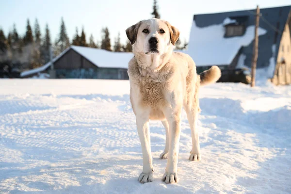 Cão Bonito Livre Dia Inverno Nevado Animal Estimação Engraçado — Fotografia de Stock