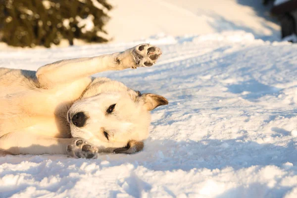 Cão Bonito Livre Dia Inverno Nevado Animal Estimação Engraçado — Fotografia de Stock