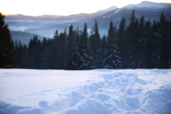 冬の日の針葉樹林の雪と美しい景色 — ストック写真
