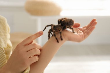 Diz tarantulasını evde tutan kadın, yakın plan. Egzotik hayvan