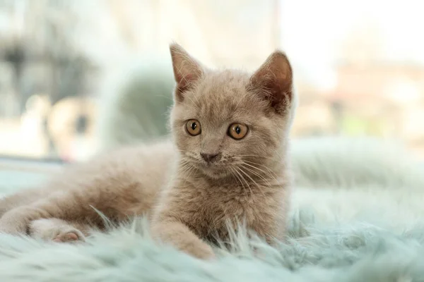 Schottische Babykatze Liegt Auf Weicher Pelziger Decke — Stockfoto