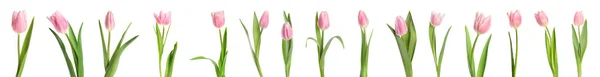 Conjunto Belas Tulipas Primavera Fundo Branco Design Banner — Fotografia de Stock