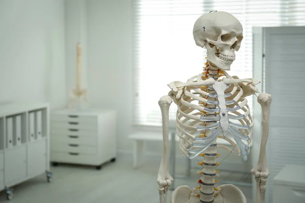 Ανθρώπινο Μοντέλο Σκελετού Στο Γραφείο Του Ορθοπεδικού Χώρος Για Κείμενο — Φωτογραφία Αρχείου