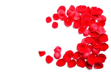 Beyaz zemin üzerinde taze kırmızı gül yaprakları, üst görünüm