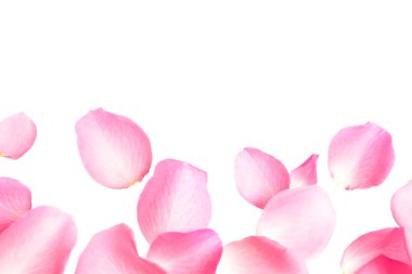 Beyaz arka planda taze pembe gül yaprakları, üst manzara