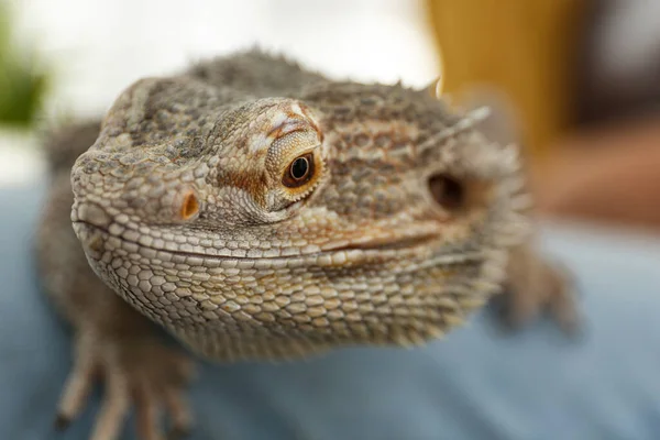 Young Woman Bearded Lizard Home Closeup Exotic Pet — Stock Photo, Image