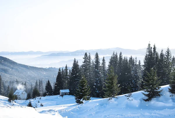 冬の日に雪で覆われた針葉樹林とコテージの美しい景色 — ストック写真