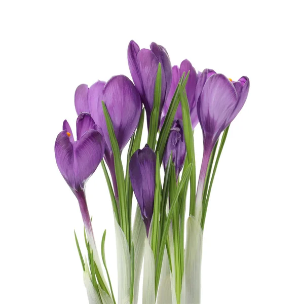 Belles Fleurs Crocus Violet Isolé Sur Blanc Saison Printemps — Photo