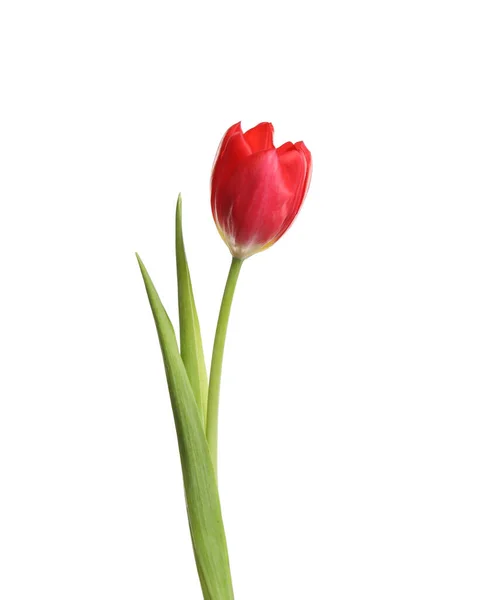 Indah Lembut Tulip Musim Semi Terisolasi Pada Putih — Stok Foto