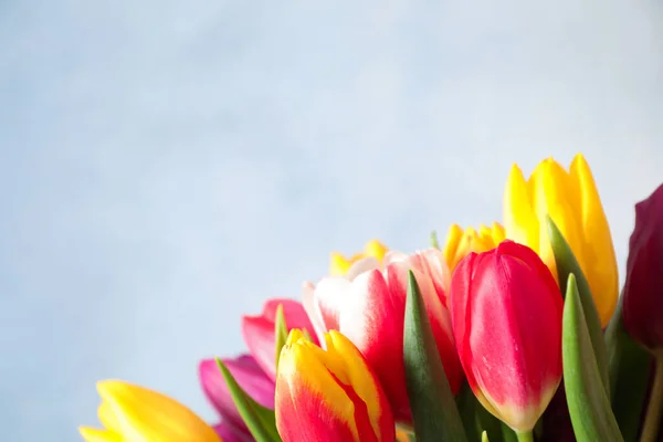 Hermosos Tulipanes Primavera Sobre Fondo Azul Claro Primer Plano Espacio — Foto de Stock