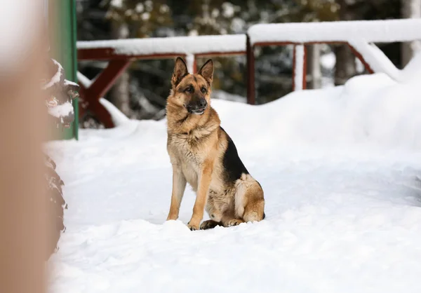 Cão Pastor Alemão Jarda Dia Inverno Animal Estimação Amigável — Fotografia de Stock