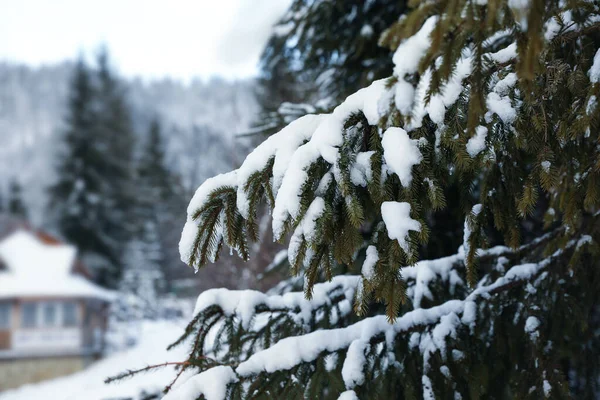 실외에 겨울에 눈덮인 전나무 가지들이 들어차 — 스톡 사진
