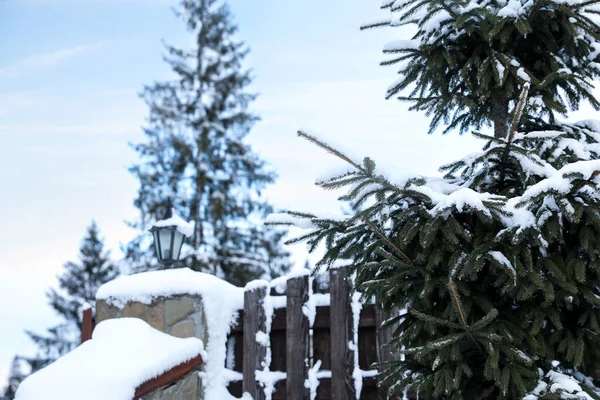겨울철 울타리 근처에 눈덮인 전나무 — 스톡 사진