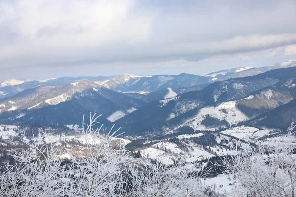 Bela Vista Plantas Cobertas Geada Montanhas Nevadas Manhã Inverno — Fotografia de Stock