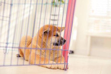 Oyun parkındaki şirin Akita Inu yavrusu. Yavru hayvan