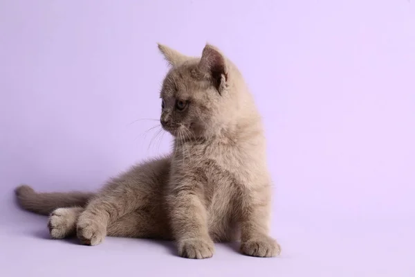 Skotlandia Lurus Bayi Kucing Pada Latar Belakang Ungu Pucat — Stok Foto