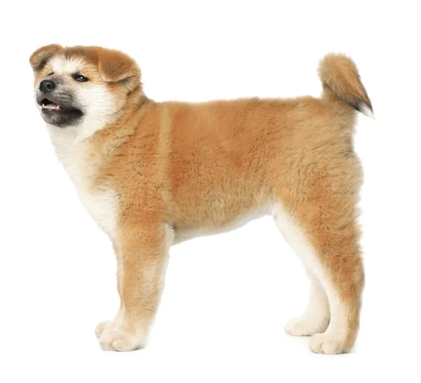 Lindo Cachorro Akita Inu Sobre Fondo Blanco Bebé Animal —  Fotos de Stock