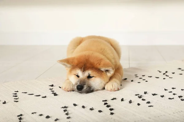 Cute Akita Inu Puppy Indoors Baby Animal — Stock Photo, Image