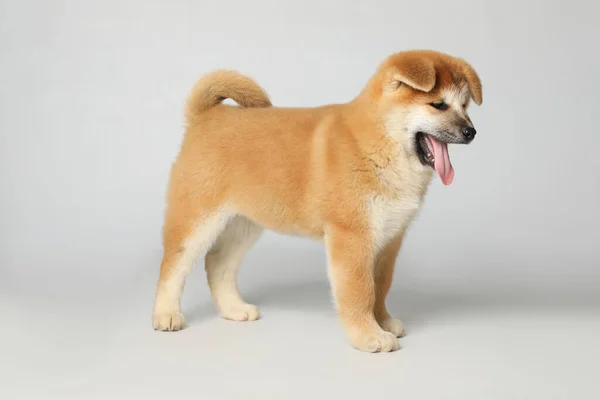 Mignon Chiot Akita Inu Sur Fond Blanc Bébé Animal — Photo