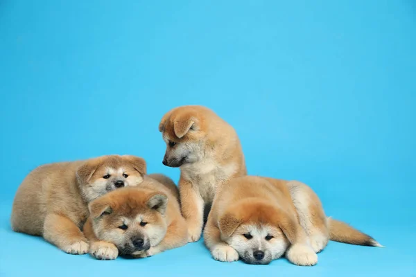 Söta Akita Inu Valpar Ljusblå Bakgrund Bebisdjur — Stockfoto