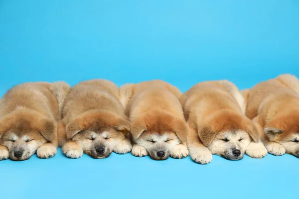 Leuke Akita Inu Pups Lichtblauwe Achtergrond Babydieren — Stockfoto