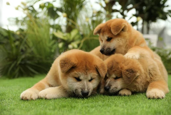 Cute Akita Inu Puppies Green Grass Outdoors Baby Animals — Stock Photo, Image