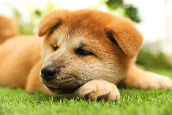 Cute Akita Inu Puppy Pada Rumput Hijau Luar Ruangan Bayi — Stok Foto
