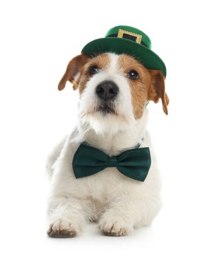Beyaz arka planda cüce şapkalı ve papyonlu Jack Russell Terrier. Aziz Patrick Günü