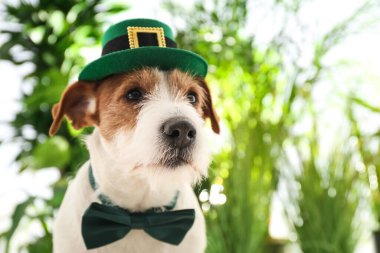 Açık havada cüce şapkalı ve papyonlu Jack Russell Terrier, mesaj için yer var. Aziz Patrick Günü