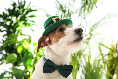 Dışarıda cüce şapkalı ve papyonlu Jack Russell Terrier. Aziz Patrick Günü
