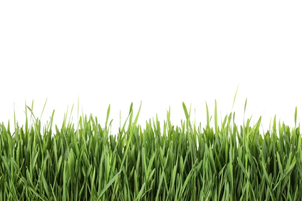 Świeża Zielona Trawa Białym Tle Sezon Wiosenny — Zdjęcie stockowe