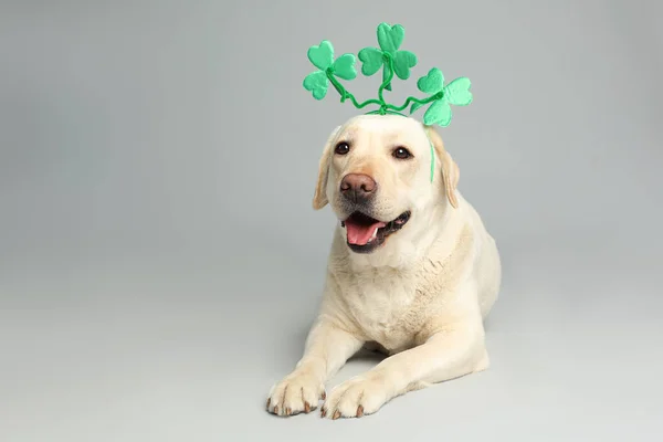 Labrador Retriever Koniczyną Pozostawia Opaskę Jasnoszarym Tle Dzień Patryka — Zdjęcie stockowe