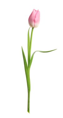 Güzel yumuşak bahar lalesi beyazda izole edilmiş