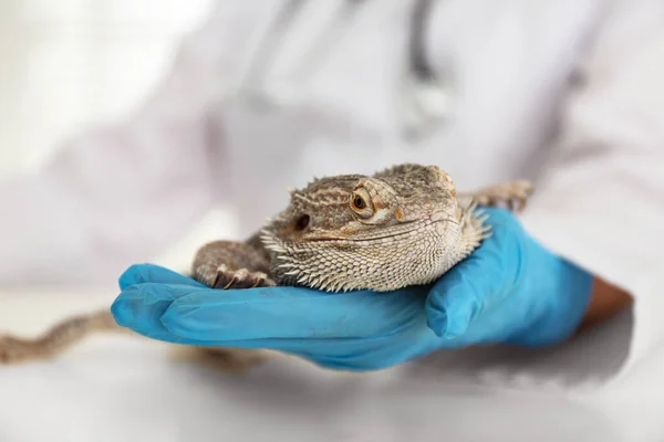 Veterinarian Examining Bearded Lizard Table Clinic Closeup Exotic Pet — Stock Photo, Image