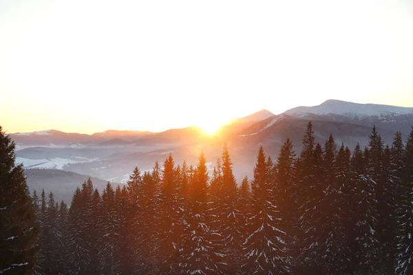 Vue Pittoresque Forêt Conifères Couverte Neige Coucher Soleil — Photo