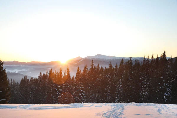 夕暮れ時の雪に覆われた針葉樹林の絵のような景色 — ストック写真