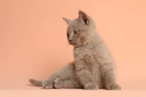スコティッシュまっすぐ赤ちゃん猫オン淡いピンクの背景 — ストック写真