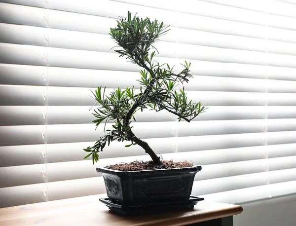 Impianto Bonsai Giapponese Sul Tavolo Vicino Alla Finestra Creare Atmosfera — Foto Stock