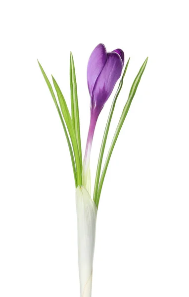 Piękny Purpurowy Kwiat Krokusa Izolowany Białym Sezon Wiosenny — Zdjęcie stockowe
